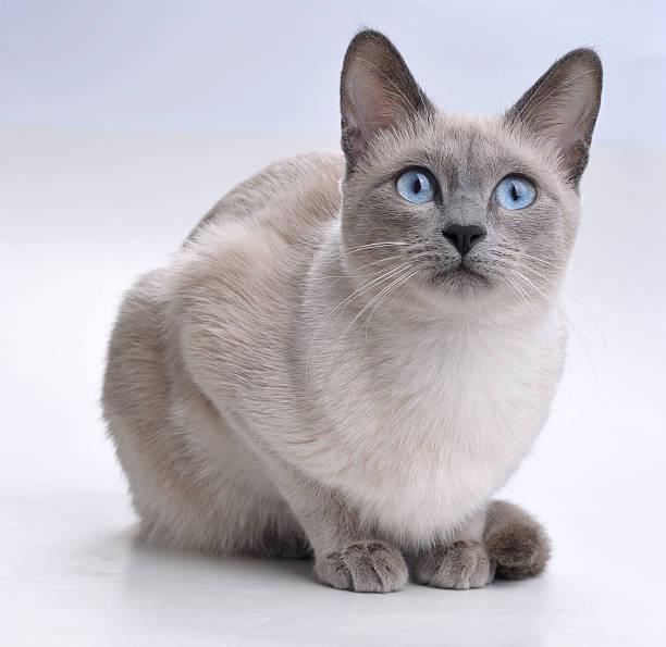 Close-up of sitting Siamese Cat looking up stock photo
