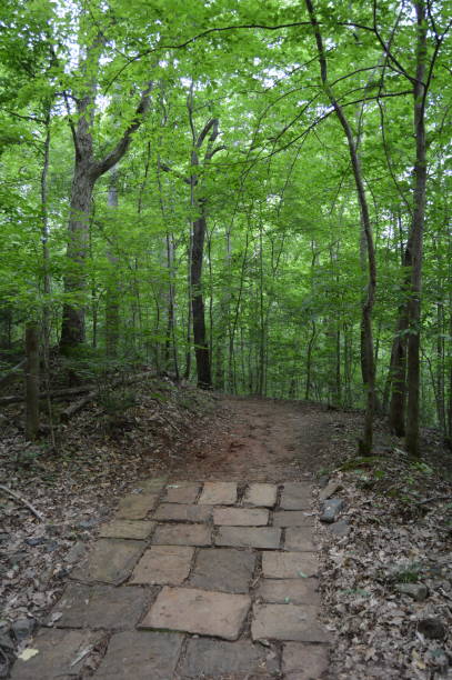 istock Forest Path at Little Mulberry Park, GA 962975824