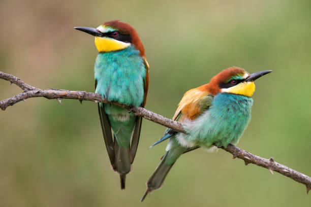 istock Two bee-eaters (Merops apiaster) sitting on a branch 962978446