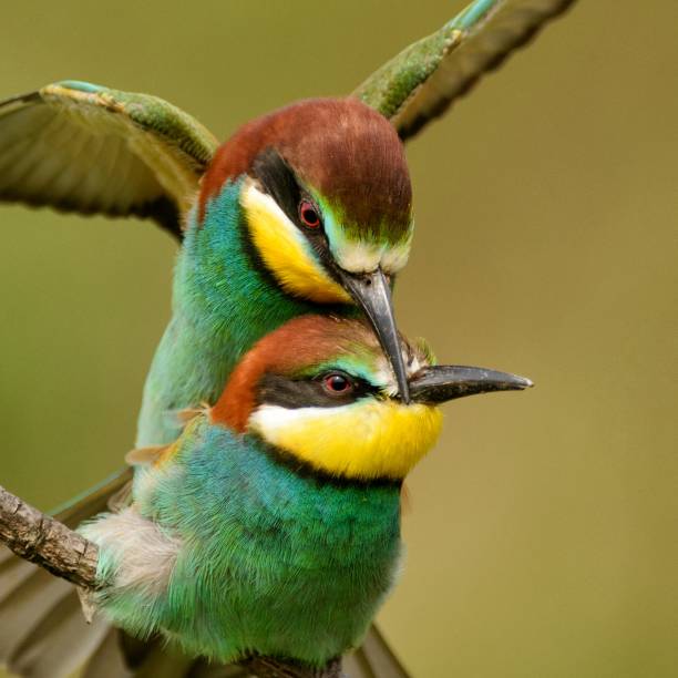 istock European bee eaters (Merops apiaster) mating 962978474