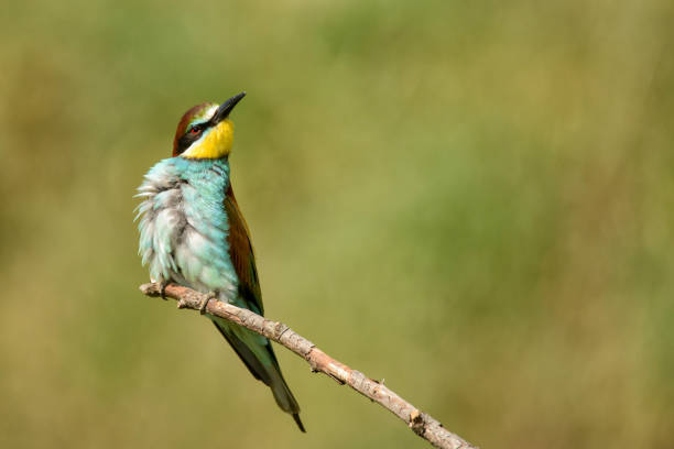 istock European bee eaters (Merops apiaster) sitting on a stick 962978768