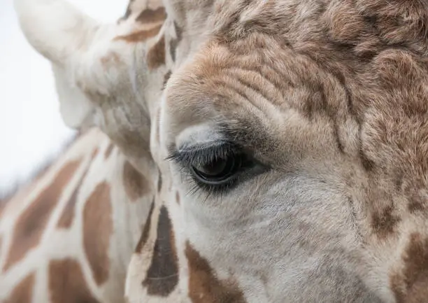 Photo of Close up of Giraffe's face and eye