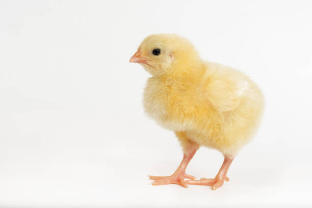 istock little chicken broiler isolated on white 962979334