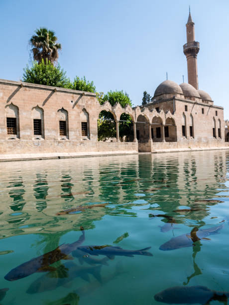 istock Fish Lake (Balikli Gol), Sanliurfa, Turkey 962980440
