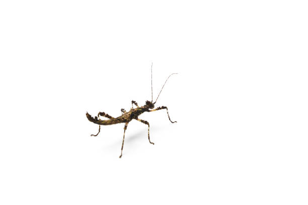 istock Sunny stick insect on bright background. Sungaya inexpectata. 962982796