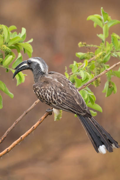 istock African grey hornbill on green branch 962983334