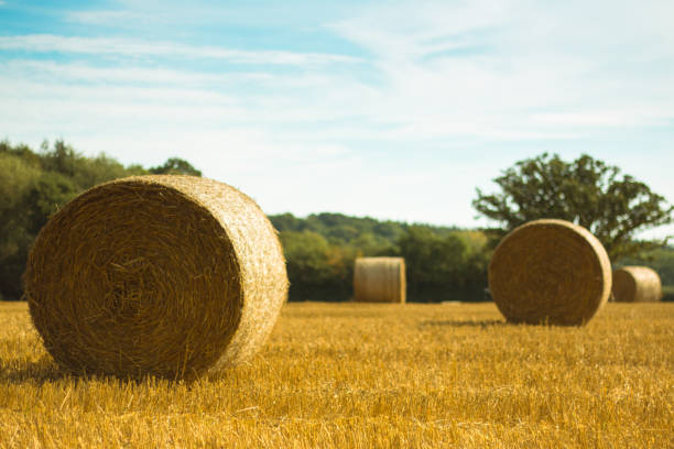 istock Herefordshire Hay bales 962983576