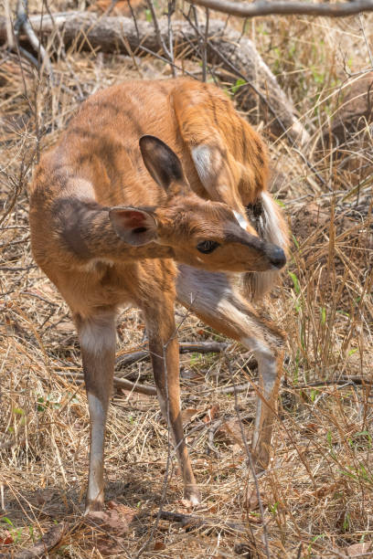 istock Small bushbuck in grassland 962983968