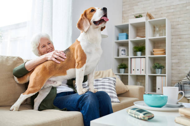 istock Happy Senior Woman with Beagle Dog 962984064