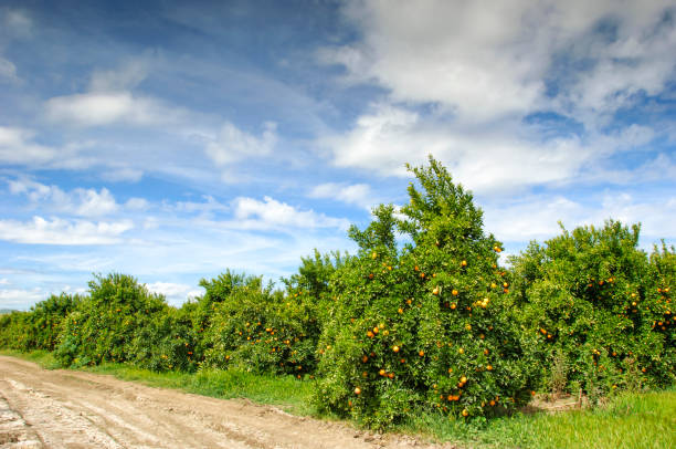 istock Orchard of Navel Oranges Ripening On Tree 962984166