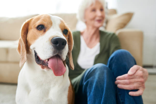 istock Happy Dog with Senior Owner 962984188