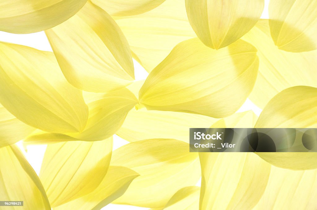 Dahlie Blütenblätter - Lizenzfrei Abstrakt Stock-Foto