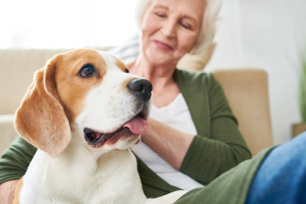 istock Beagle Dog with Senior Owner 962984240