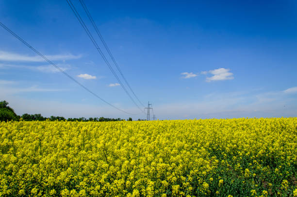 istock Field of the blossoming canola on spring 962986346