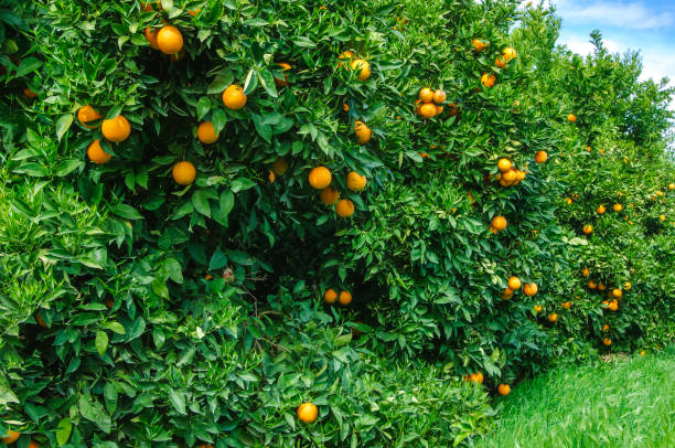 istock Orchard of Navel Oranges Ripening On Tree 962986442