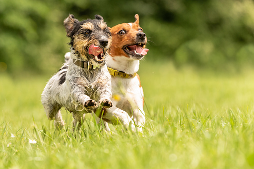 two dog running happily over a green field - cute Jack Russell Terrier