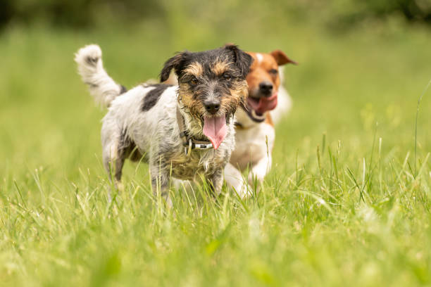 istock two dog running happily over a green field - cute Jack Russell Terrier 962988924