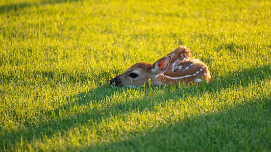 Small Deer Fawn Resting on Green Grass During Early Morning Hours