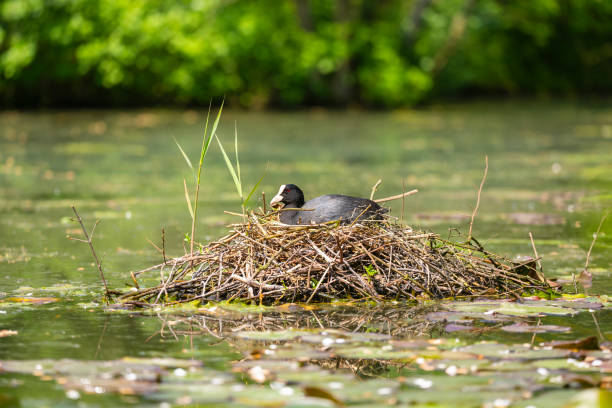 istock Closeup of a Eurasian coot (Fulica atra) sitting on a nest with eggs 962989308