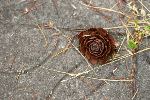 A macro image of a pine cone.