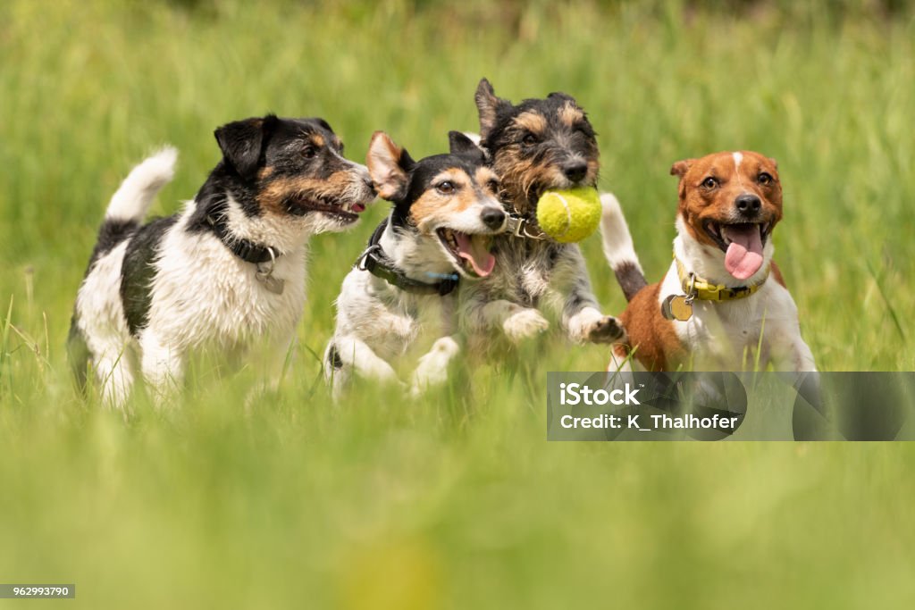 Beaucoup de chiens course et joue avec une balle dans un pré - un paquet de Jack Russell Terrier - Photo de Chien libre de droits