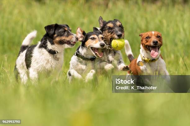 多くの犬を実行し牧草地 ジャック ラッセル テリアのパックでボール遊び - 犬のストックフォトや画像を多数ご用意 - 犬, プレーする, 遊び心