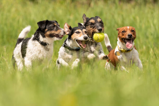 Many dogs run and play with a ball in a meadow - a pack of Jack Russell Terriers stock photo