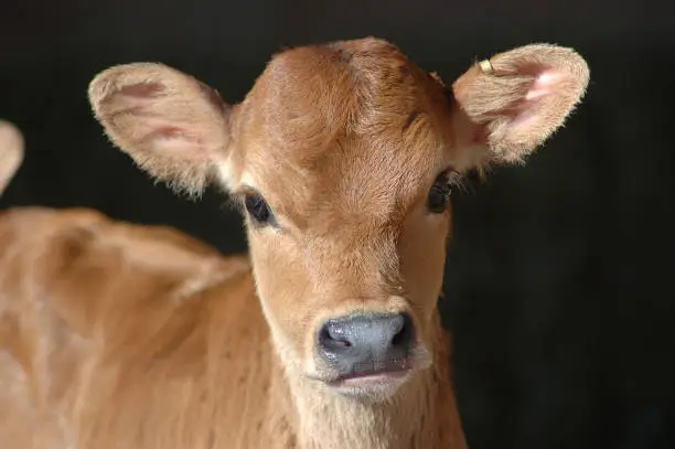Portrait of Jersey calf