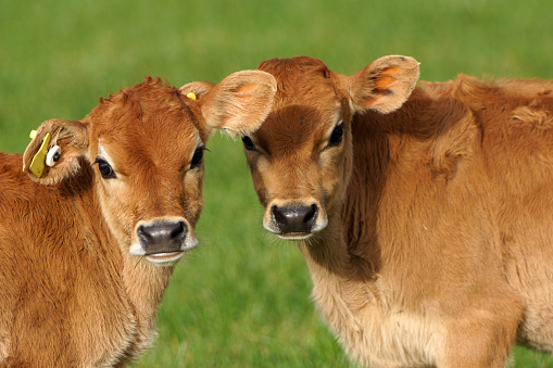 Cute Jersey calves, Westland, New Zealand