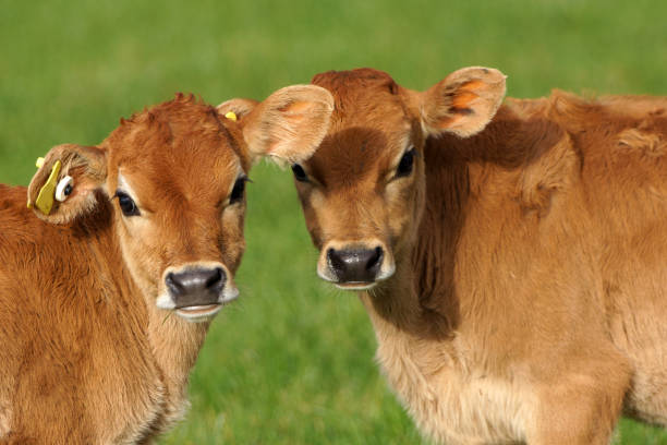 cute calves Cute Jersey calves, Westland, New Zealand two cows stock pictures, royalty-free photos & images