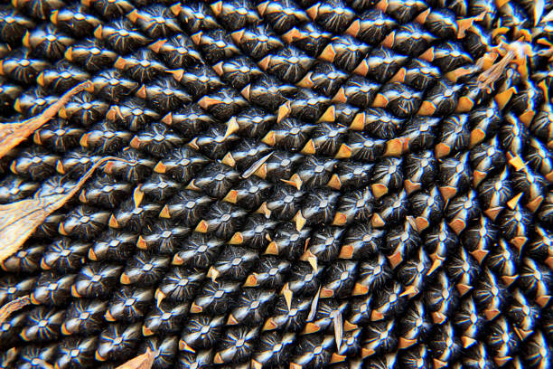 istock Close-up View Of Sunflower Seeds Image of pattern, background 962995430