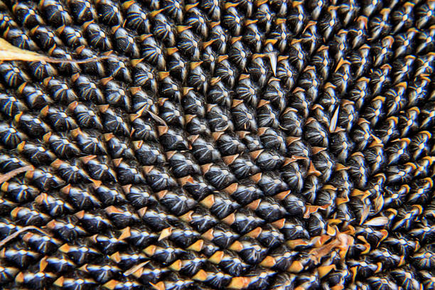 istock Close-up View Of Sunflower Seeds Image of pattern, background 962995434