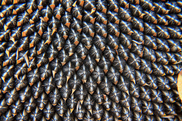 Close-up View Of Sunflower Seeds Image of pattern, background