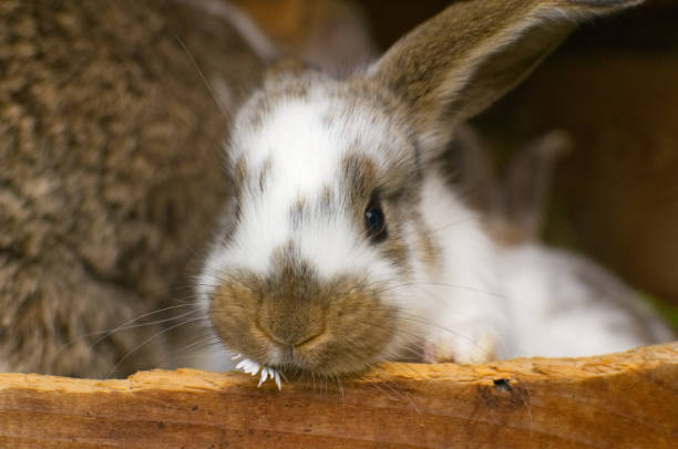 istock A daisy is my food. 962995584