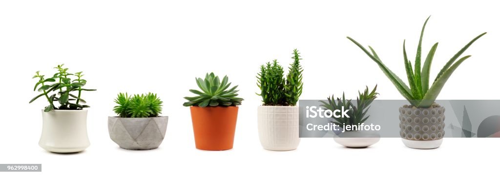 Divers intérieur cactus et plantes succulentes en pot isolé sur blanc - Photo de Plante en pot libre de droits