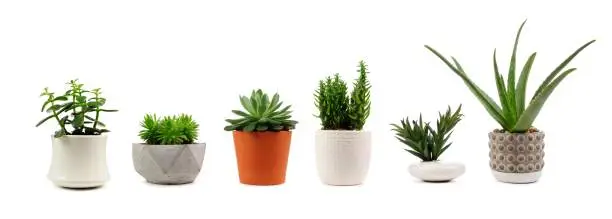 Photo of Various indoor cacti and succulents in pots isolated on white