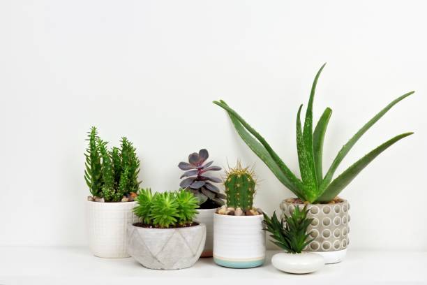istock Various cacti and succulents in pots on shelf against white wall 962998518