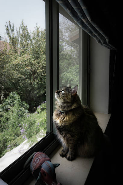 istock persian-tricolor cat sitting on a windowsill 963002930