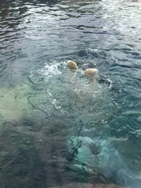 Polar Bear swimming Vienna Zoo
