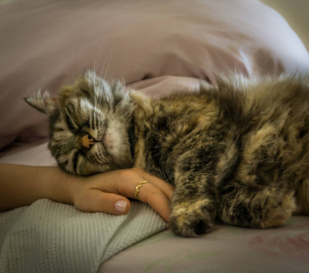 bellissimo gatto tricolore-persiano che dorme sulla mano della donna - protection domestic cat animal head cub foto e immagini stock