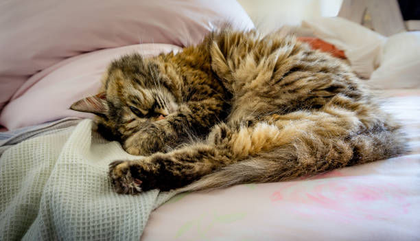 istock Persian-tricolor cat lying on bed 963004044