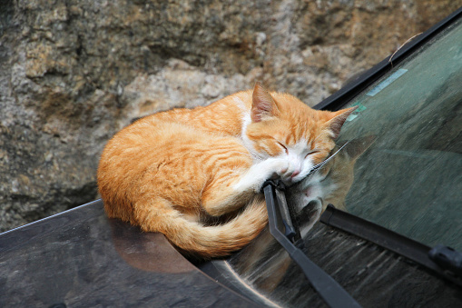 cat on rural eaves