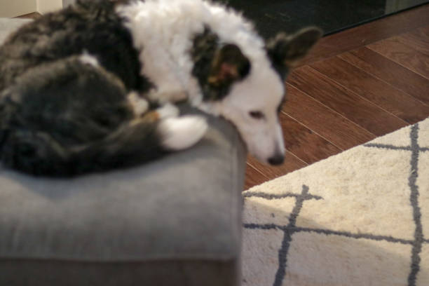 istock Dog on chair 963005640