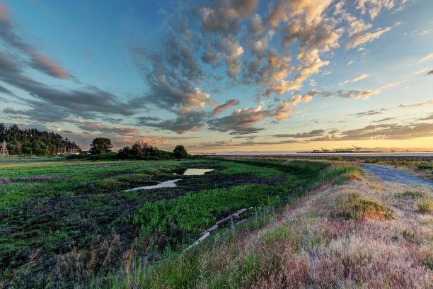 zona umida al tramonto - swamp moody sky marsh standing water foto e immagini stock