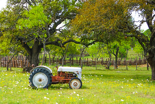 An old tractor in a field with white poppies and yellow wildflowers and a fence