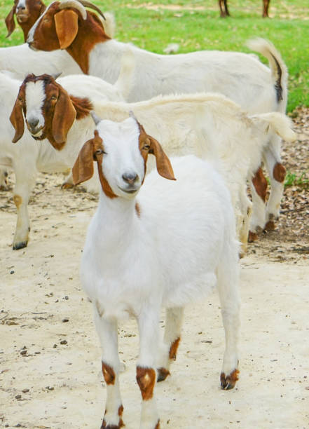 boer ziegen auf einem bauernhof - kid goat goat milk young animal stock-fotos und bilder