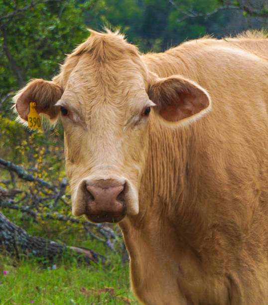 istock A Female Cow in a Pasture 963029876