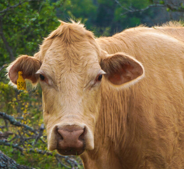 istock A Female Cow in a Pasture 963029884