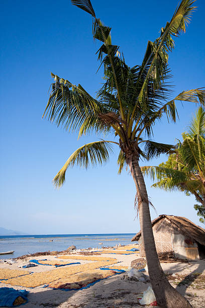 istock Seaweed culture, Bali 96303427