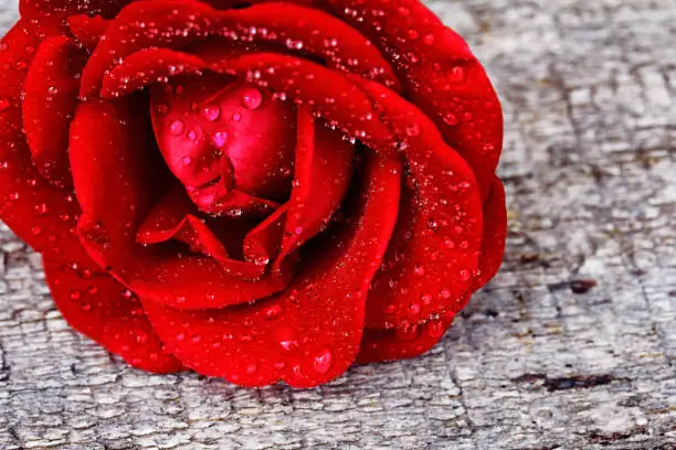 Photo of A red rose with drops of water on a wooden background